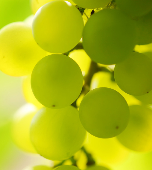 White grapes close up.