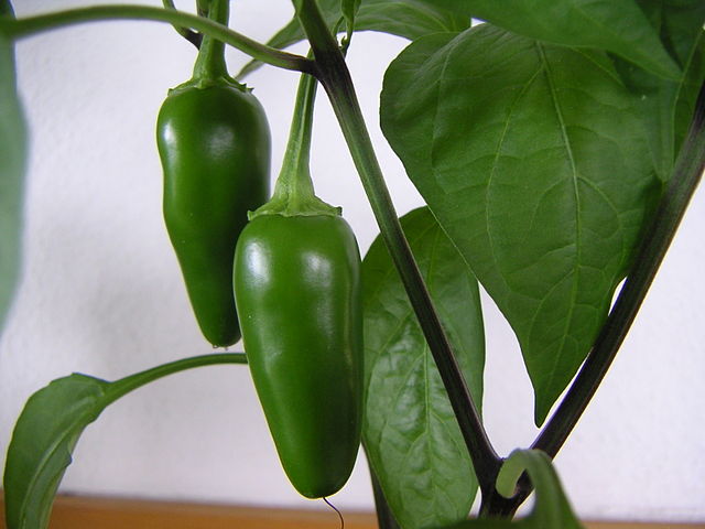 Inmature jalapeño chiles on the plant.