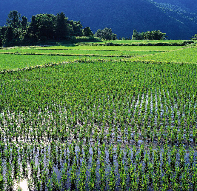 Rice fields, landscape.