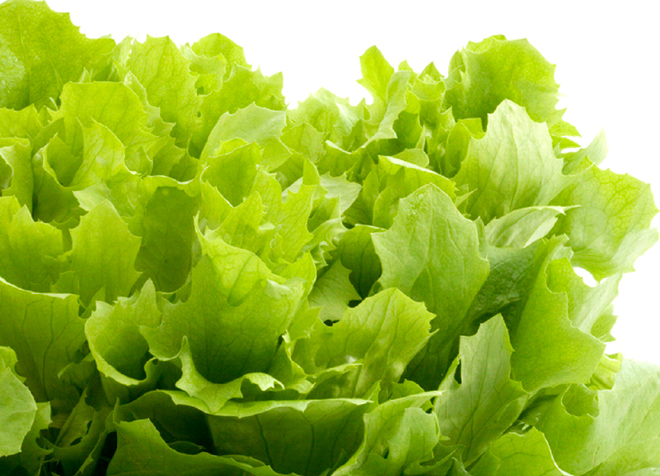 Kitchen garden lettuce.