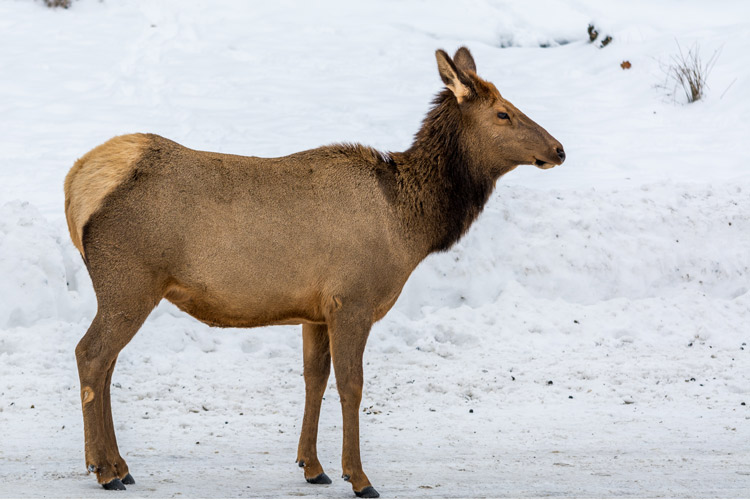 An elk in Montana winter.