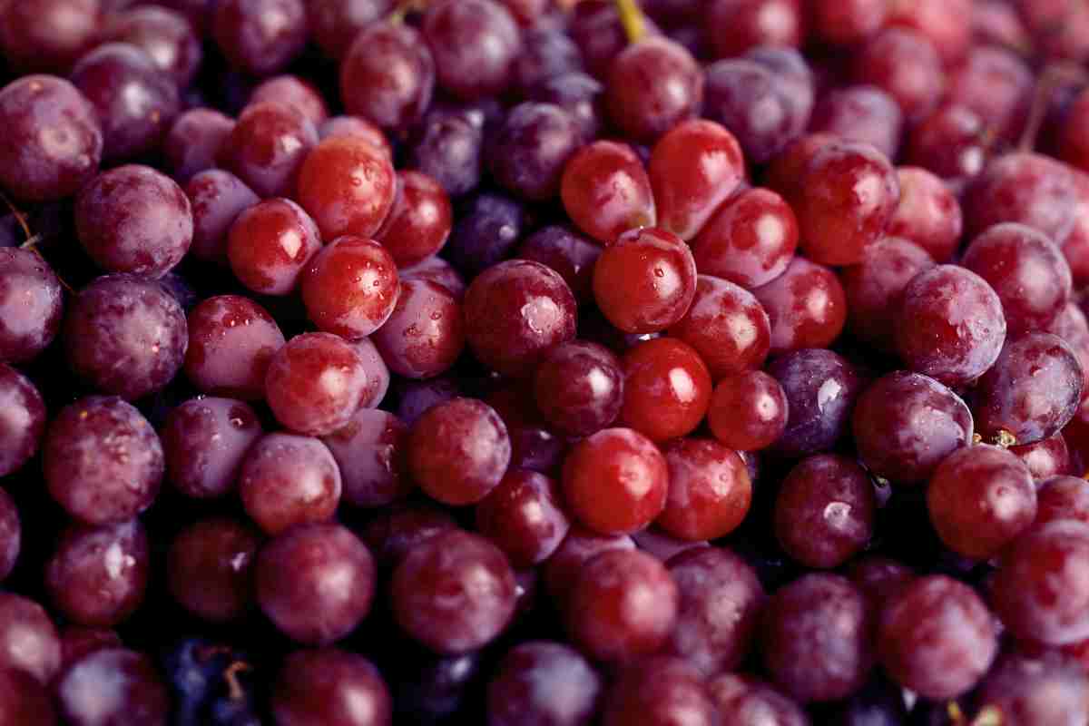 Red grapes for wine.