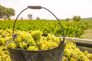 A metal bucket full of freshly harvested Chardonnay grapes, with a green vineyard stretching out under a hazy sky in the background.