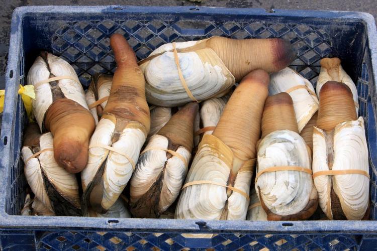 A plastic crate filled with freshly harvested Washington geoduck clams, displaying their elongated siphons and textured shells.