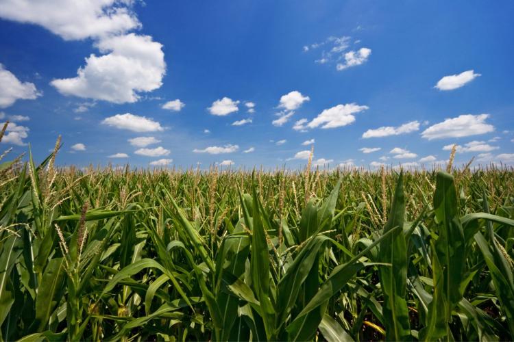 Landscape image showing an Iowa cornfield.