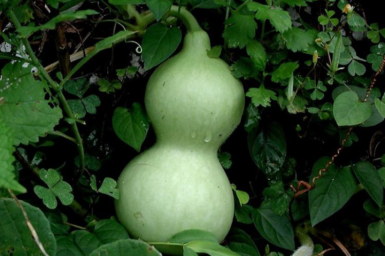 Bottle gourd.