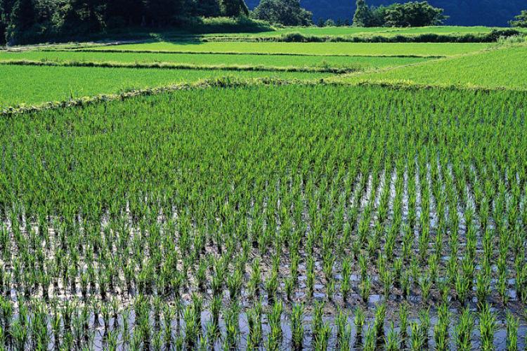 Rice fields, landscape.