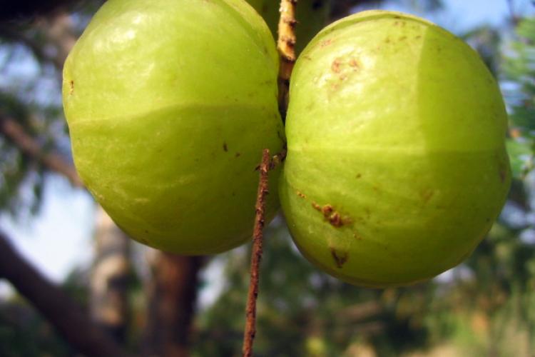 Two amla fruits on the branch.