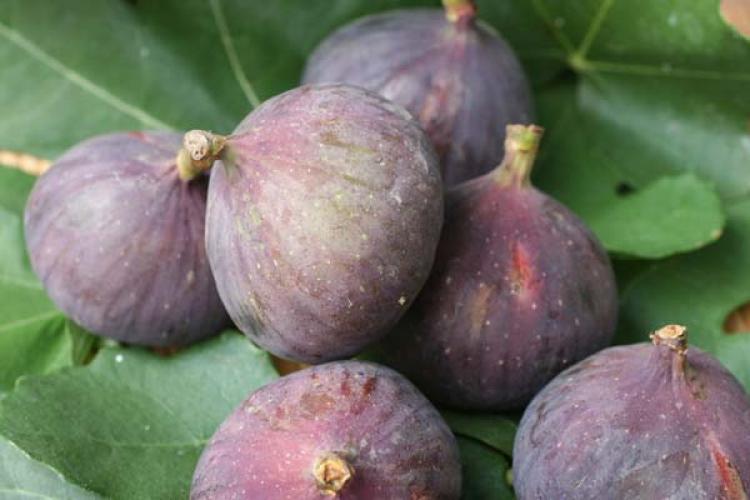 Figs on fig tree leaves.