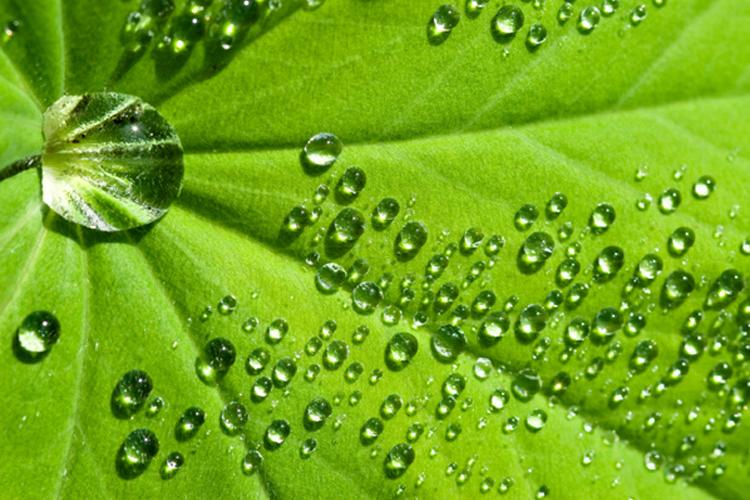 Dorps of water on a green leaf.