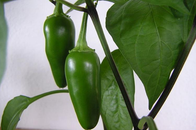 Inmature jalapeño chiles on the plant.