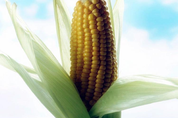 Corn husk.