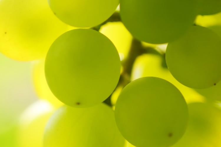 White grapes close up.