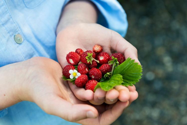 Hands holding freshly-picked wild strawberries.
