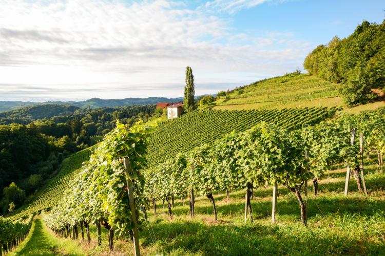 Vineyard along the Styrian wine road in Austria.