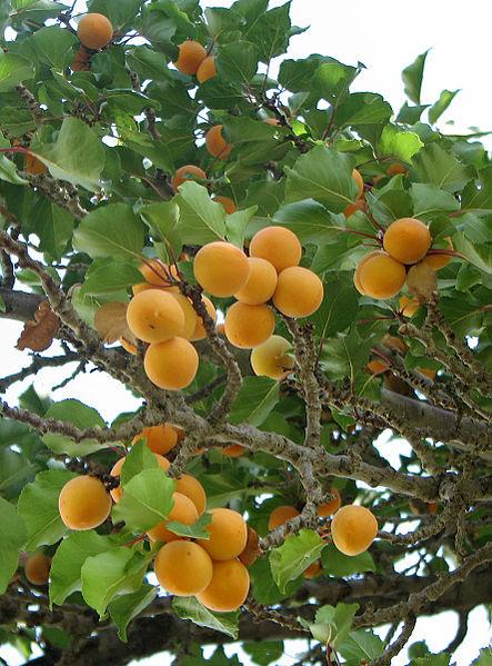 Apricots.