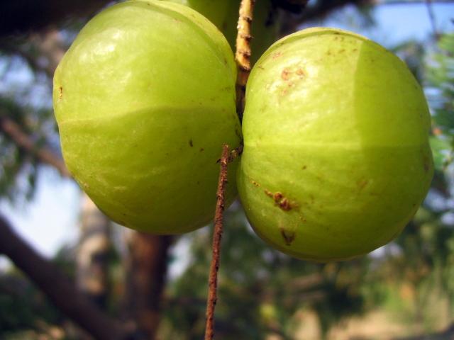 Two amla fruits on the branch.
