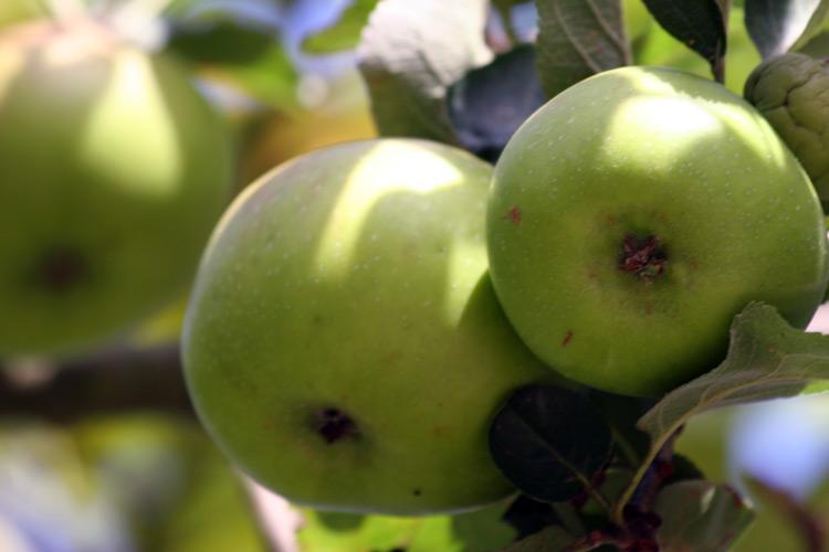 Green cooking apples on apple tree.