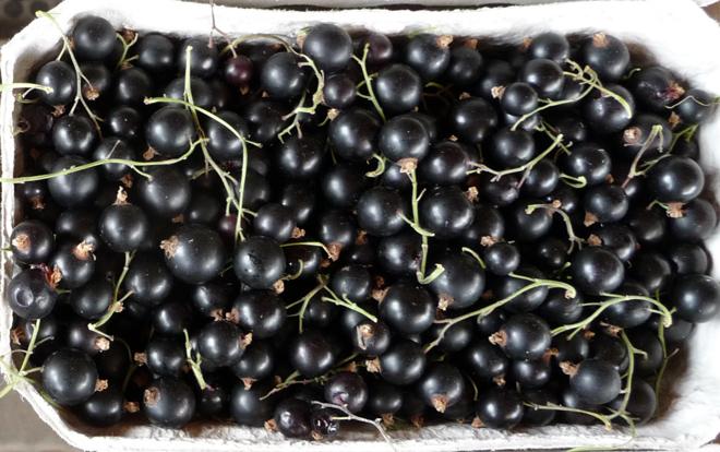 Black currants.