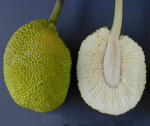 Bradfruit.