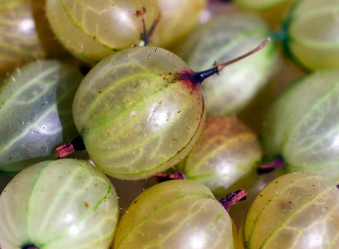 Detail of gooseberries.