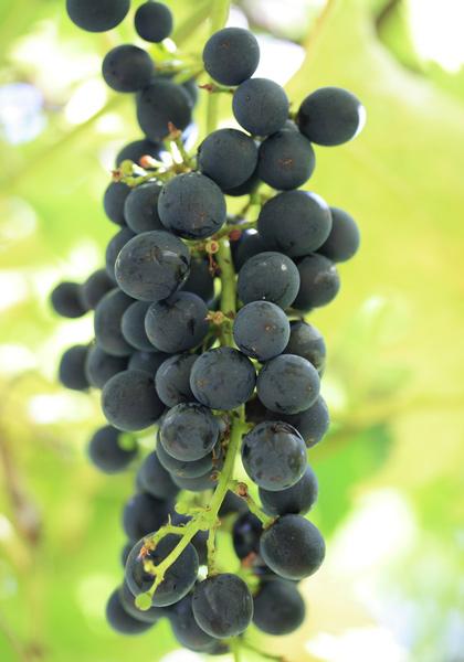 Red grapes.