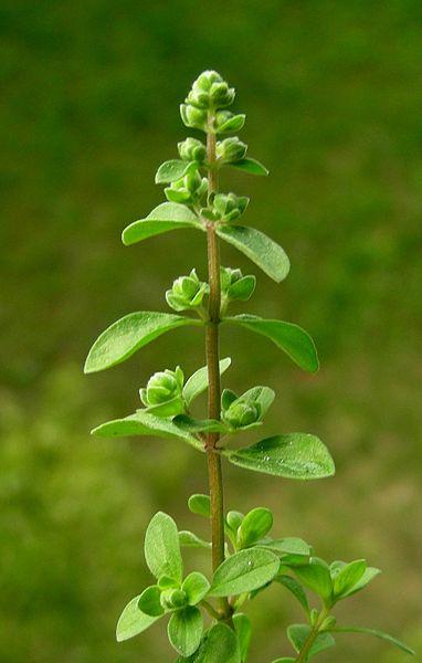 Majoram plant in the wild.