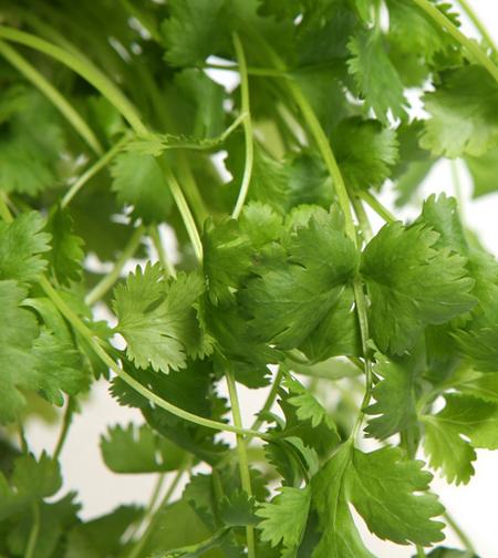 Fresh coriander.