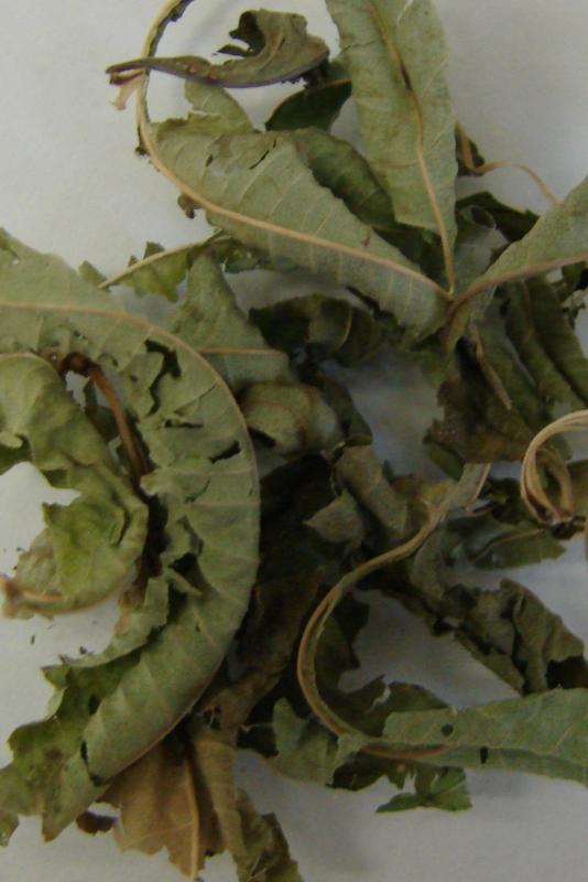 Detail of dried lemon verbain.