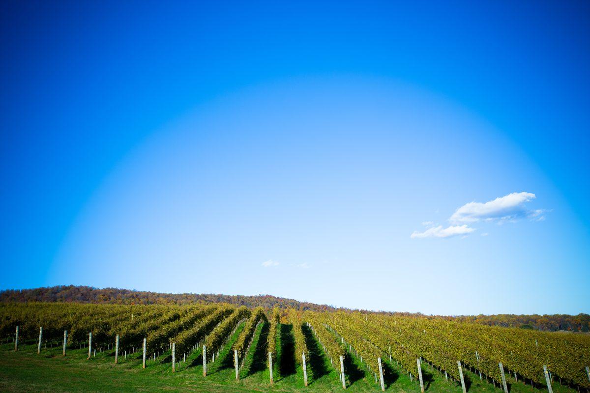 Wineyard in Charlottesville, Virginia.