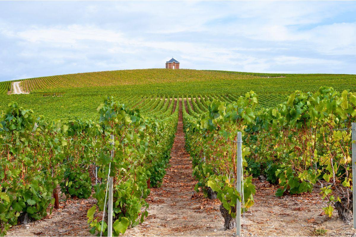 A vibrant vineyard with rows of grapevines extending toward a small structure on a hillside under a partly cloudy sky