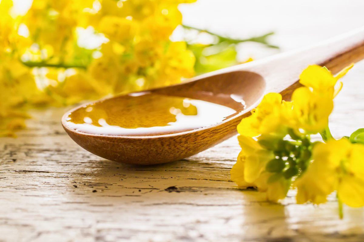 Wooden spoon filled with canola oil beside yellow canola flowers on a rustic white table.