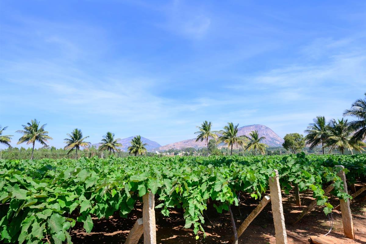 Rows of grapevines on wooden trellises in a vineyard near Bangalore, India, with coconut palms and two granite rock outcrops visible in the background under a clear blue sky.