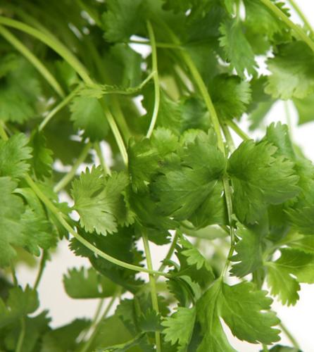 Fresh coriander.