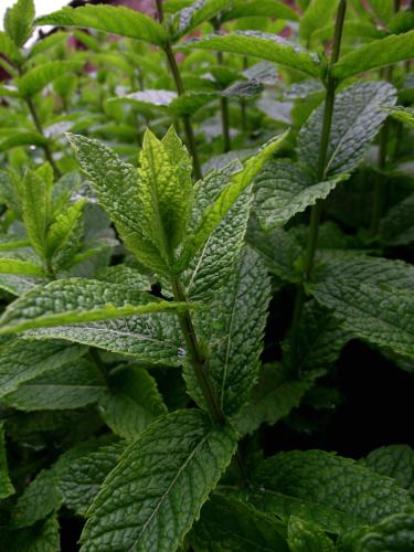 Field of mint (mentha piperita)
