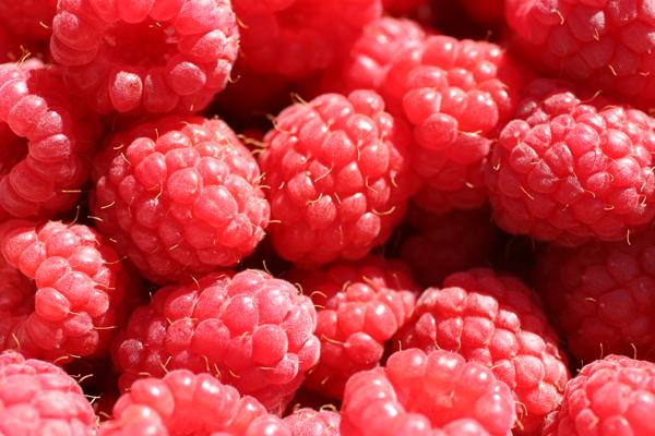 Freshly picke raspberries.