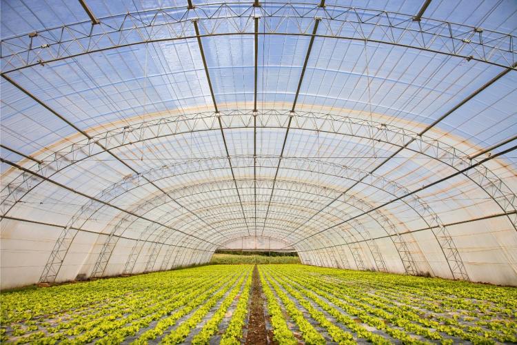 Inside a greenhouse with rows of organic leafy greens growing under a translucent roof.