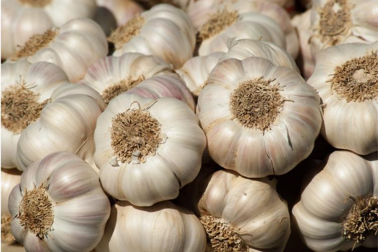  A bunch of garlic heads.