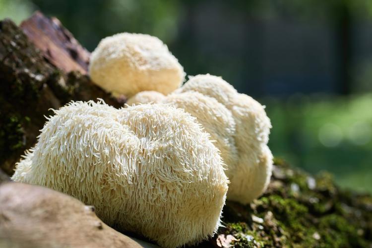 Fresh lion's mane mushrooms growing on a mossy tree trunk in the forest.