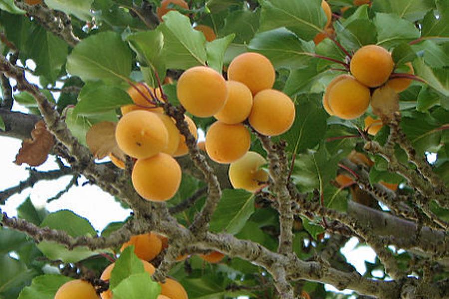 Apricots.