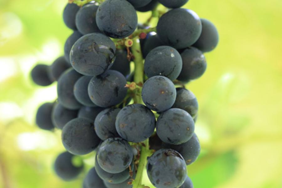 Red grapes.