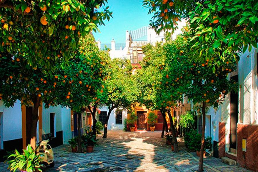 Seville orange trees on the street.