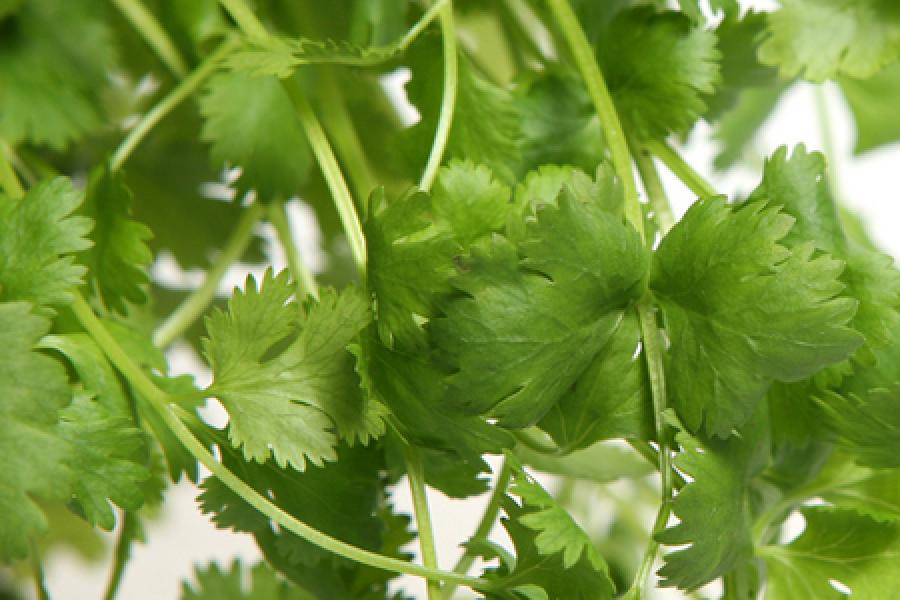 Fresh coriander.