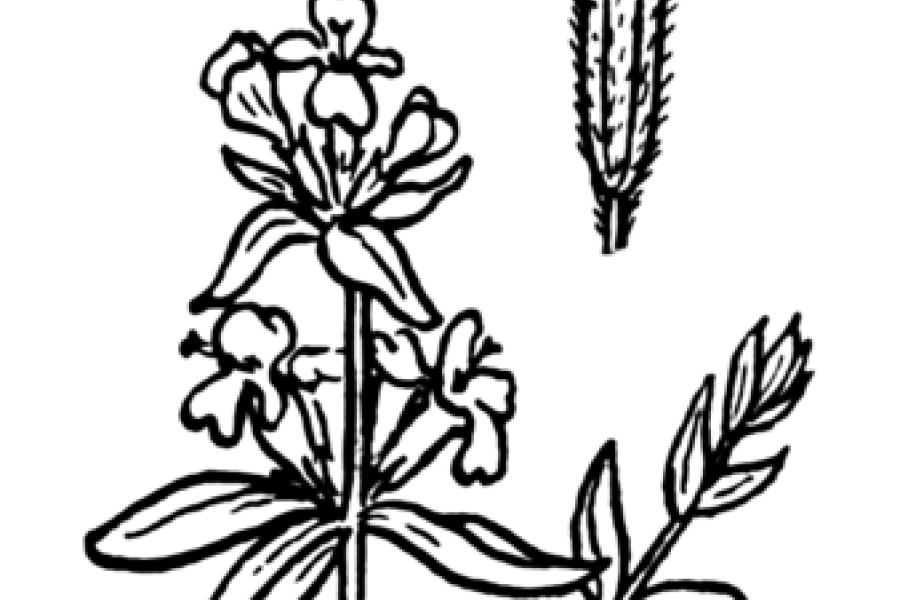 Sketch of aromatic herb hyssop.