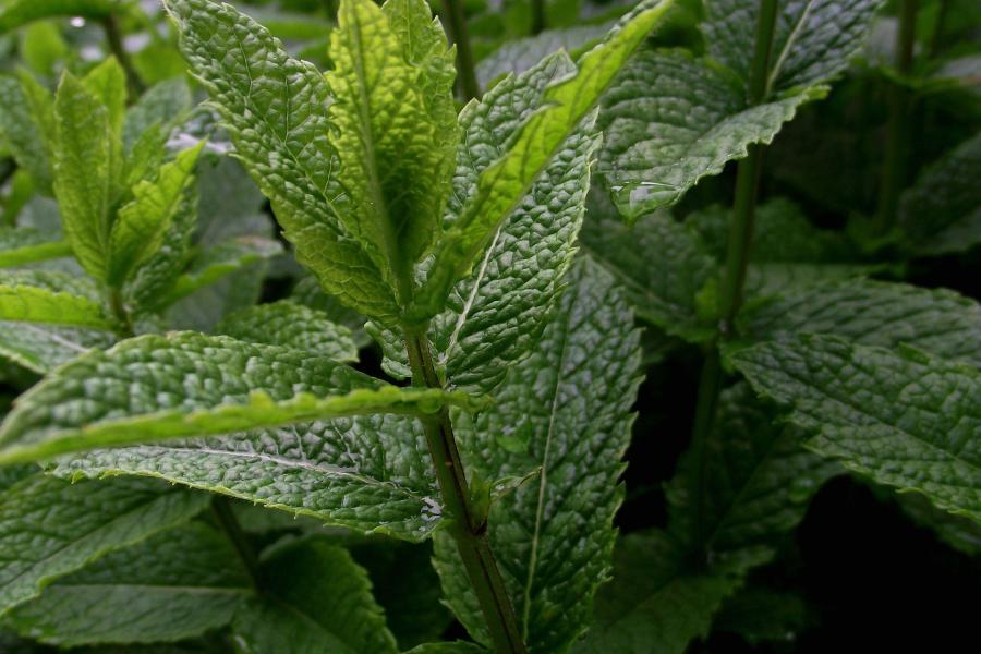 Field of mint (mentha piperita)