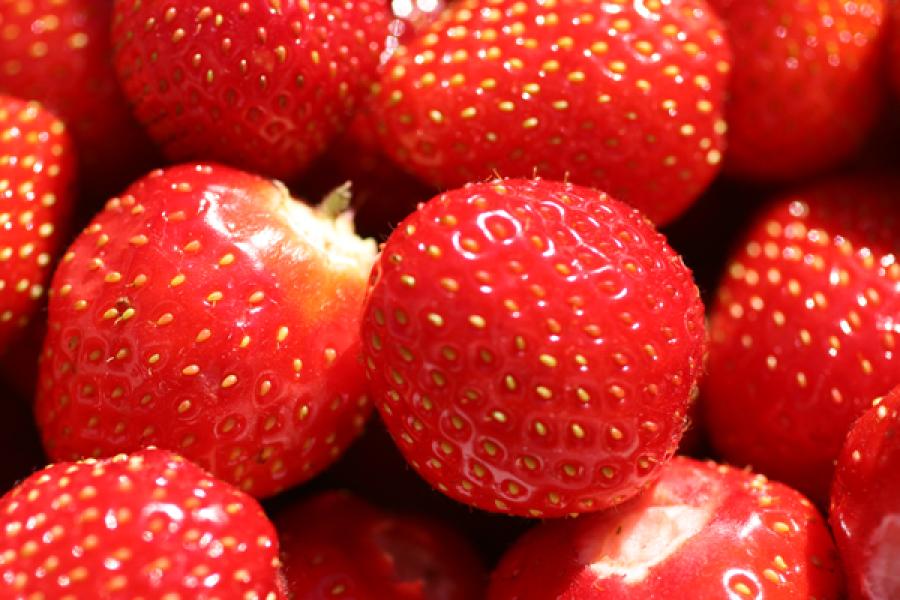 Freshly picked strawberries.