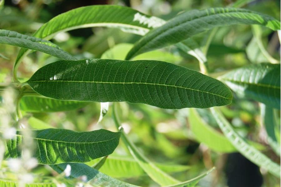 Lemon verbain, lippia citriodora