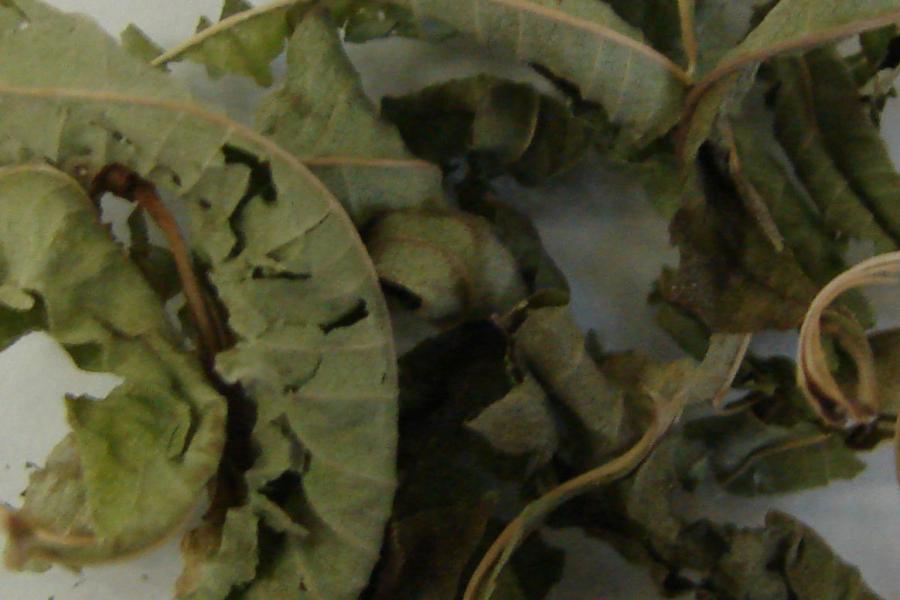 Detail of dried lemon verbain.