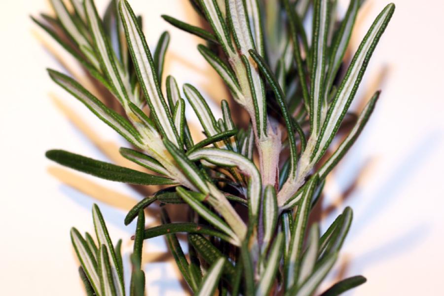 Fresh rosemary.