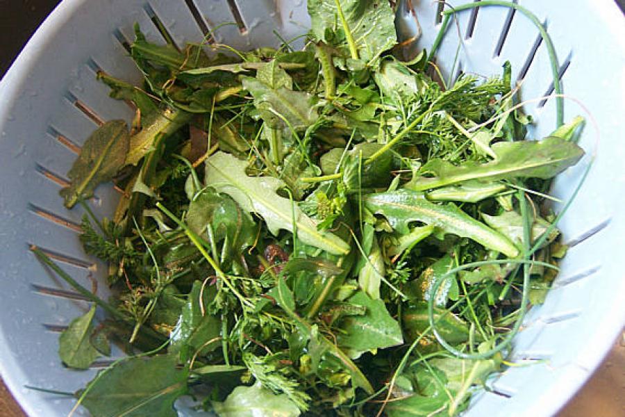 Wild greens in a colander.